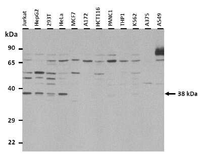 Western Blot: c-Maf Antibody [NBP3-10481]